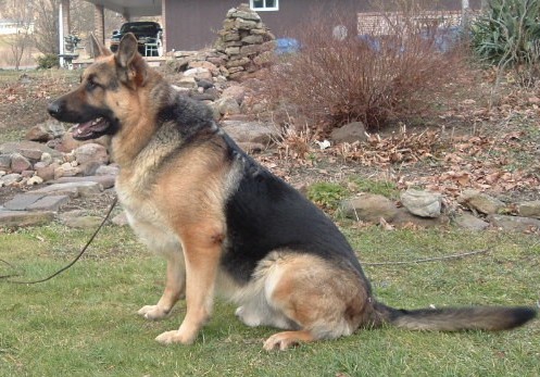 Briarwood Brutus 130lbs short coat