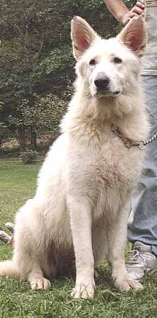 White German Shepherd