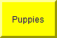 solid white gsd pups,soon!